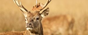 Preview wallpaper deer, antler, animal, leaf, autumn, wildlife