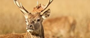 Preview wallpaper deer, antler, animal, leaf, autumn, wildlife