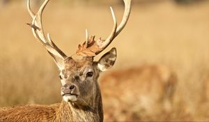 Preview wallpaper deer, antler, animal, leaf, autumn, wildlife