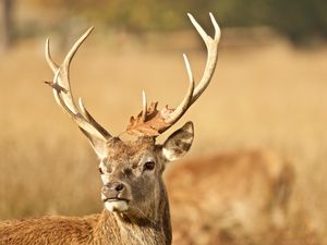 Preview wallpaper deer, antler, animal, leaf, autumn, wildlife