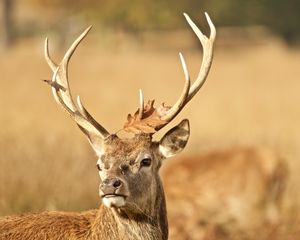 Preview wallpaper deer, antler, animal, leaf, autumn, wildlife