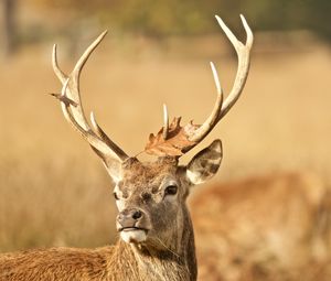 Preview wallpaper deer, antler, animal, leaf, autumn, wildlife