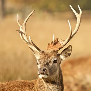 Preview wallpaper deer, antler, animal, leaf, autumn, wildlife