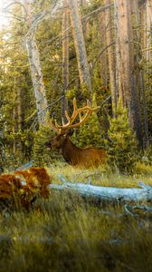 Preview wallpaper deer, antlers, animal, forest, trees