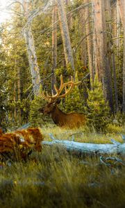 Preview wallpaper deer, antlers, animal, forest, trees