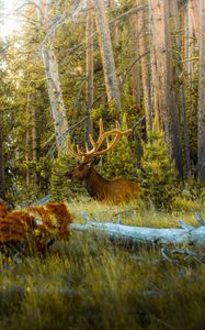 Preview wallpaper deer, antlers, animal, forest, trees