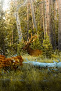 Preview wallpaper deer, antlers, animal, forest, trees