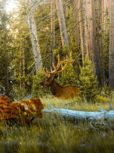 Preview wallpaper deer, antlers, animal, forest, trees