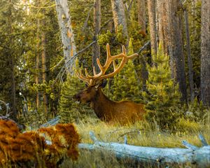 Preview wallpaper deer, antlers, animal, forest, trees