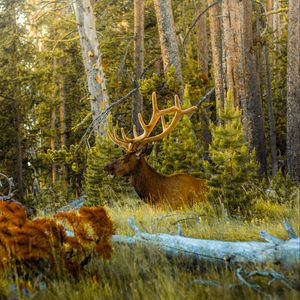 Preview wallpaper deer, antlers, animal, forest, trees