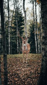 Preview wallpaper deer, antlers, animal, trees, forest