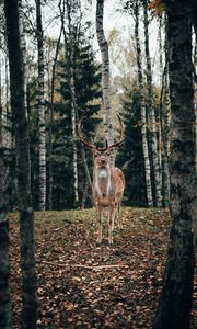 Preview wallpaper deer, antlers, animal, trees, forest