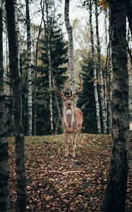 Preview wallpaper deer, antlers, animal, trees, forest