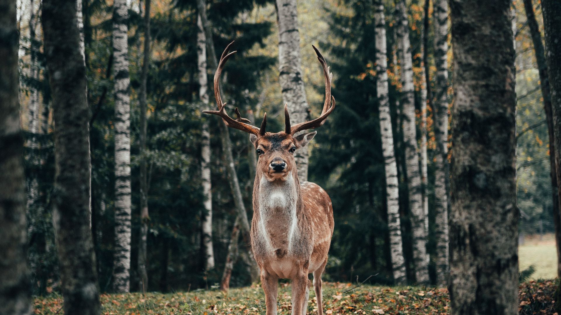 Download wallpaper 1920x1080 deer, antlers, animal, trees, forest full