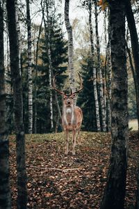 Preview wallpaper deer, antlers, animal, trees, forest