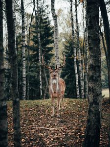 Preview wallpaper deer, antlers, animal, trees, forest