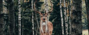 Preview wallpaper deer, antlers, animal, trees, forest