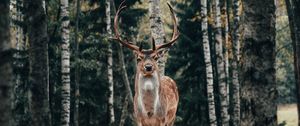 Preview wallpaper deer, antlers, animal, trees, forest