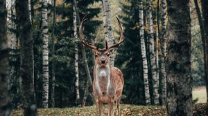 Preview wallpaper deer, antlers, animal, trees, forest