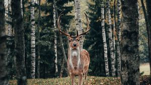 Preview wallpaper deer, antlers, animal, trees, forest