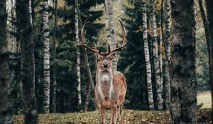 Preview wallpaper deer, antlers, animal, trees, forest