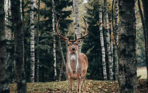 Preview wallpaper deer, antlers, animal, trees, forest