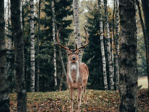 Preview wallpaper deer, antlers, animal, trees, forest