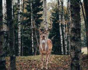 Preview wallpaper deer, antlers, animal, trees, forest