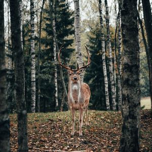 Preview wallpaper deer, antlers, animal, trees, forest