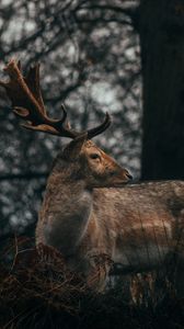 Preview wallpaper deer, antlers, animal, wildlife