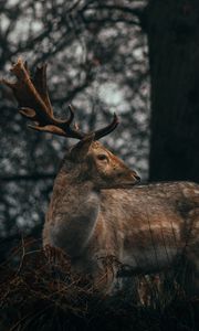 Preview wallpaper deer, antlers, animal, wildlife