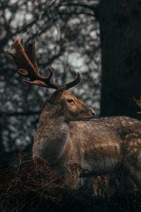 Preview wallpaper deer, antlers, animal, wildlife