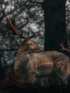 Preview wallpaper deer, antlers, animal, wildlife