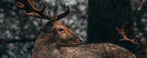 Preview wallpaper deer, antlers, animal, wildlife