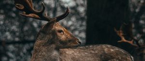 Preview wallpaper deer, antlers, animal, wildlife