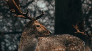 Preview wallpaper deer, antlers, animal, wildlife