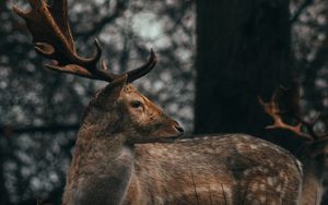 Preview wallpaper deer, antlers, animal, wildlife