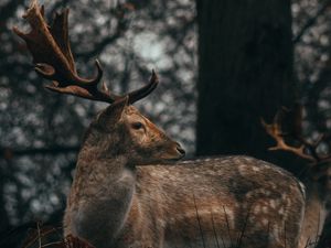 Preview wallpaper deer, antlers, animal, wildlife