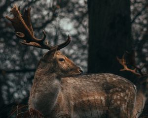 Preview wallpaper deer, antlers, animal, wildlife