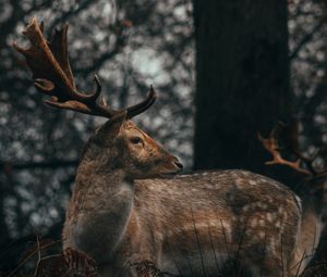 Preview wallpaper deer, antlers, animal, wildlife