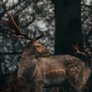 Preview wallpaper deer, antlers, animal, wildlife