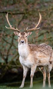 Preview wallpaper deer, antlers, animal, glance, wildlife