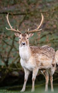 Preview wallpaper deer, antlers, animal, glance, wildlife