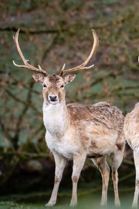 Preview wallpaper deer, antlers, animal, glance, wildlife