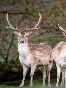 Preview wallpaper deer, antlers, animal, glance, wildlife