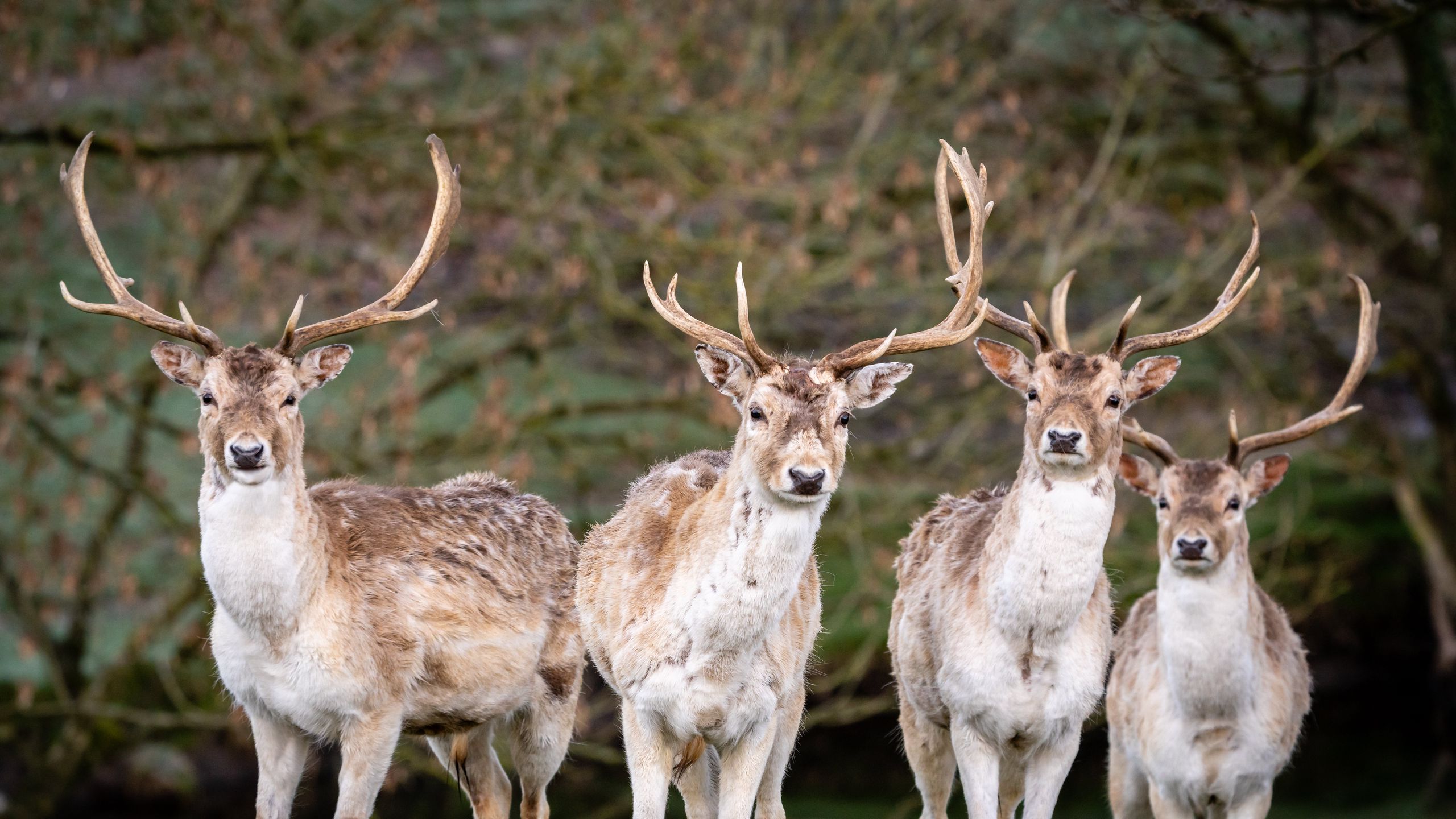 Download wallpaper 2560x1440 deer, antlers, animal, glance, wildlife
