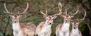 Preview wallpaper deer, antlers, animal, glance, wildlife