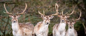 Preview wallpaper deer, antlers, animal, glance, wildlife