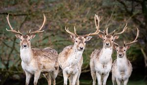 Preview wallpaper deer, antlers, animal, glance, wildlife