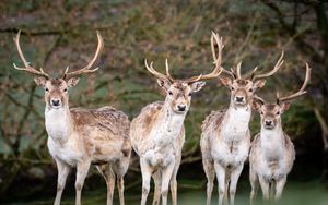 Preview wallpaper deer, antlers, animal, glance, wildlife